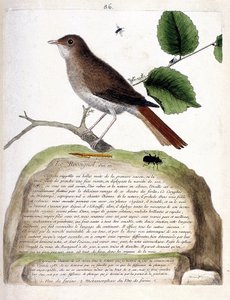 Zoologische Tafel (Ornithologie): Der einjährige Nachtigall (Luscinia megarhynchos) auf einem Ast. Illustration in „Die Geschichte der Vögel, gemalt in ihren erscheinenden und empfindlichen Aspekten“ von Francois Nicolas Martinet (1731-1800). Private Samml