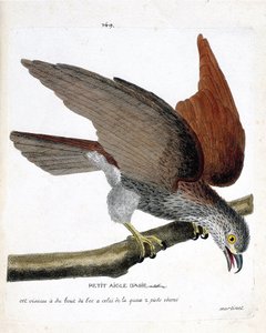 Zoologische Tafel (Ornithologie): Der kleine asiatische Adler (Sacre oder Haliastur indus) auf einem Ast. Illustration in „Die Geschichte der Vögel, gemalt in ihren erscheinenden und empfindlichen Aspekten“ von Francois Nicolas Martinet (1731-1800).