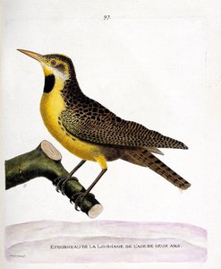 Zoologische Tafel (Ornithologie): der Star von Louisiana (Präriewiesenstärling oder Sturnella magna) auf einem Ast. Illustration in „Die Geschichte der Vögel, gemalt in ihren erscheinenden und empfindlichen Aspekten“ von Francois Nicolas Martinet (1731-180