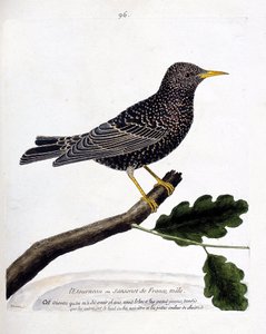 Zoologische Tafel (Ornithologie): Der Star oder Sansonet (Star oder Sturnus vulgaris) auf einem Ast. Illustration in „Die Geschichte der Vögel, gemalt in ihren erscheinenden und empfindlichen Aspekten“ von Francois Nicolas Martinet (1731-1800).