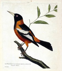 Zoologische Tafel (Ornithologie): Der Troupial (Troupial-Pirol oder Icterus icterus) auf einem Ast. Illustration in „Die Geschichte der Vögel, gemalt in ihren erscheinenden und empfindlichen Aspekten“ von Francois Nicolas Martinet (1731-1800).