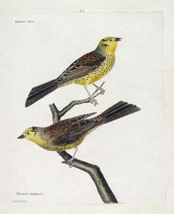 Zoologische Tafel (Ornithologie): Männliche und weibliche Spatzen (Gelbsperling oder Emberiza citrinella). Illustration in „Die Geschichte der Vögel, gemalt in ihren erscheinenden und empfindlichen Aspekten“ von Francois Nicolas Martinet (1731-1800). Priva von Francois Nicolas Martinet