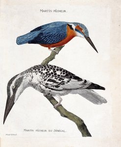 Zoologische Tafel (Ornithologie): Martin pecheur (Alcedo atthis) und Martin pecheur du Senegal (Ceryle rudis). Illustration in „Die Geschichte der Vögel“.