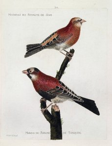 Zoologische Tafel (Ornithologie): Spatz des Königreichs Siam (Purpurroselin oder Carpodacus erythrinus) und Spatz des Königreichs Tonkin auf einem Ast. Illustration in „Die Geschichte der Vögel, gemalt in ihren erscheinenden und empfindlichen Aspekten“ von von Francois Nicolas Martinet