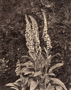 Fingerhüte, um 1860er