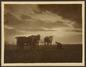 Unter den Rüben von Frank Meadow Sutcliffe