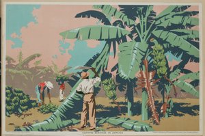 Bananen schneiden in Jamaika von Frank Newbould