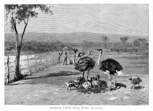 Straußenfarm in der Nähe von Port Augusta, Südaustralien