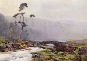 Ein Moorbach