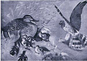 Eine knappe Sache, Harrier und Ente