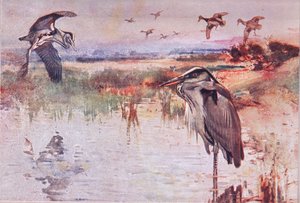 Der Reiher, Illustration aus Wild Nature & Country Life, veröffentlicht von Hodder & Stoughton, ca. 1910