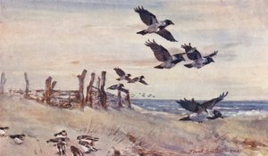 Wildes Leben in Ostanglien: Herbstimmigranten, Nebelkrähen und Schneeammern
