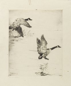 Gänse landen