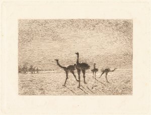 Strauße in der Wüste von François Nicolas Auguste Feyen Perrin