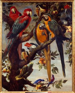 Papageien und andere Vögel, Gemälde von Frans Snyders von Frans Snyders
