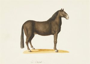 Das Pferd