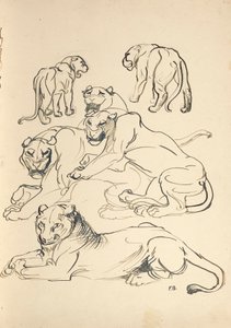 Sechs Pumas