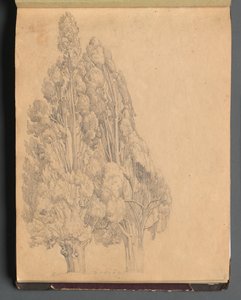 Album mit Ansichten von Rom und Umgebung, Landschaftsstudien, Seite 13a: Bäume von Franz Johann Heinrich Nadorp