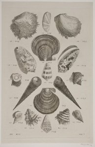 Tafel mit Muscheln. Tafel 12. von Franz Michael Regenfus