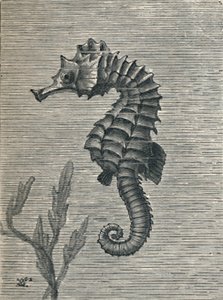 Das Seepferdchen, unverhüllt, ruhig schwimmend, um 1900-1910 von Fred Enock