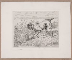 Ein Jagdhund