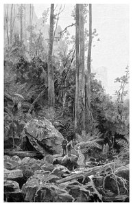Eine Schlucht in den Blue Mountains, Australien, 1886