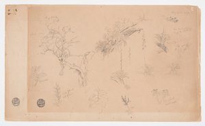 Eine Gruppe von dreizehn botanischen Studien aus Kolumbien oder Ecuador