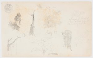 Botanische Skizzen aus Kolumbien: Bambusbäume, Stämme und Details von Frederic Edwin Church