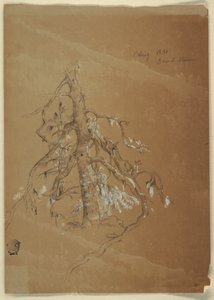 Zeichnung, Ein knorriger Immergrün, Grand Manan, Kanada, August 1851 von Frederic Edwin Church