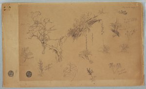 Zeichnung, Eine Gruppe von dreizehn botanischen Studien aus Kolumbien oder Ecuador, 1853