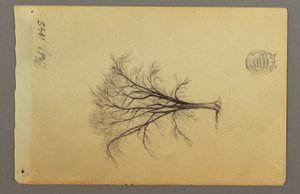 Zeichnung, Ein blattloser Baum, Februar 1845