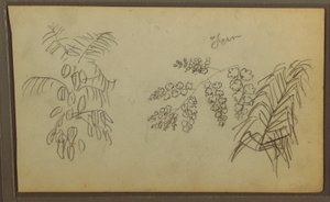 Botanische Skizzen, 1857 von Frederic Edwin Church