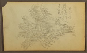 Botanische Skizzen, 1857
