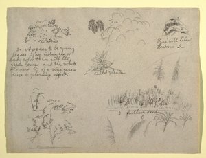 Botanische Skizzen, Kolumbien, 1853