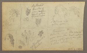 Botanische Skizzen, Ecuador oder Kolumbien; Rückseite: Botanische Skizzen, 1857