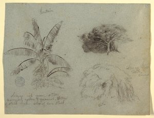 Zeichnung, Botanische Skizzen, Südamerika, Mai 1853? von Frederic Edwin Church