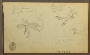 Zeichnung, Botanische Skizzen; Rückseite: Botanische Skizzen, 1857 von Frederic Edwin Church