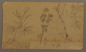 Zeichnung, Botanische Skizzen; Rückseite: Wolken, Juli 1865 von Frederic Edwin Church