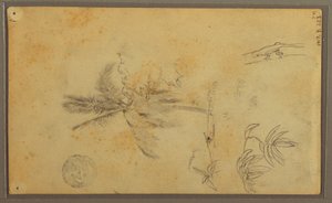 Zeichnung, Botanische Skizzen; Rückseite: Eidechse, Palme, 1857