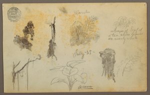 Botanische Skizzen aus Kolumbien: Bambusbäume, Stämme und Details, Juli 1853 von Frederic Edwin Church