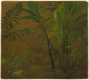 Zeichnung, Botanische Studien aus Jamaika, Westindien, Juni 1887 von Frederic Edwin Church