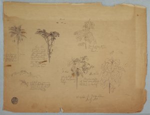 Zeichnung, Botanische Studien mit fliegenden Papageien, Boquia, Kolumbien, Juli 1853