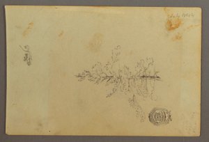 Zeichnung, Immergrüner Baum, 1844 von Frederic Edwin Church