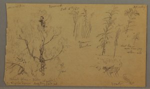 Flora-Studien, 6. Oktober 1865 von Frederic Edwin Church