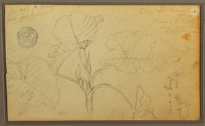 Blätter, 1857