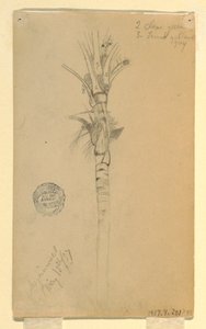 Blätter und Stamm einer Palme, Aspinwall, Panama, 15. Mai 1857