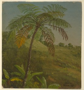 Palmenbaum, Jamaika, Juni 1865 von Frederic Edwin Church