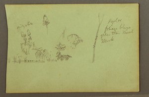 Pflanzenstudien von Frederic Edwin Church