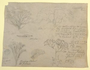 Serie botanischer Studien einschließlich eines Alligators und eines monströsen Baumes, gesehen vom Rio Magdalena, Kolumbien, 1853