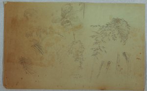 Studien von Baumwipfeln und Bambus, Jamaika, August 1865 von Frederic Edwin Church